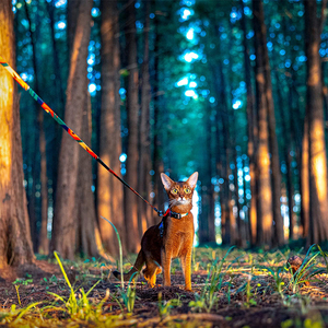 Adjustable Nylon <strong>Cat</strong> <strong>Harness</strong> &amp; Leash Set H-Shape Small Pet Escape Proof Outdoor Travel Manufactured Camouflage Dog <strong>Harness</strong> Leash - Product Image 6