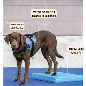 Tappetino per allenamento per terapia fisica del cane Non Slip cane attrezzatura per esercizi di riabilitazione - Product Image 4