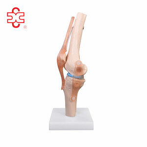 Modelo de articulación de <span class=keywords><strong>hombro</strong></span> musculoso de tamaño real para educación en ciencias médicas - Product Image 5