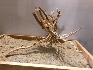 Madeira Natural para Aquário: Tronco de Bonsai e Madeira Flutuante (Spider Wood) para Aquascaping – Vários Tamanhos Disponíveis para Atacado - Product Image 5
