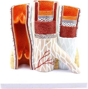 Model pembuluh darah pendidikan 14 kali pembesaran struktur arteri Model anatomi Model pembuluh darah anatomis - Product Image 2