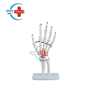 نموذج اليد الطبيعية الكبيرة المشتركة نموذج اليد البشرية الطبية