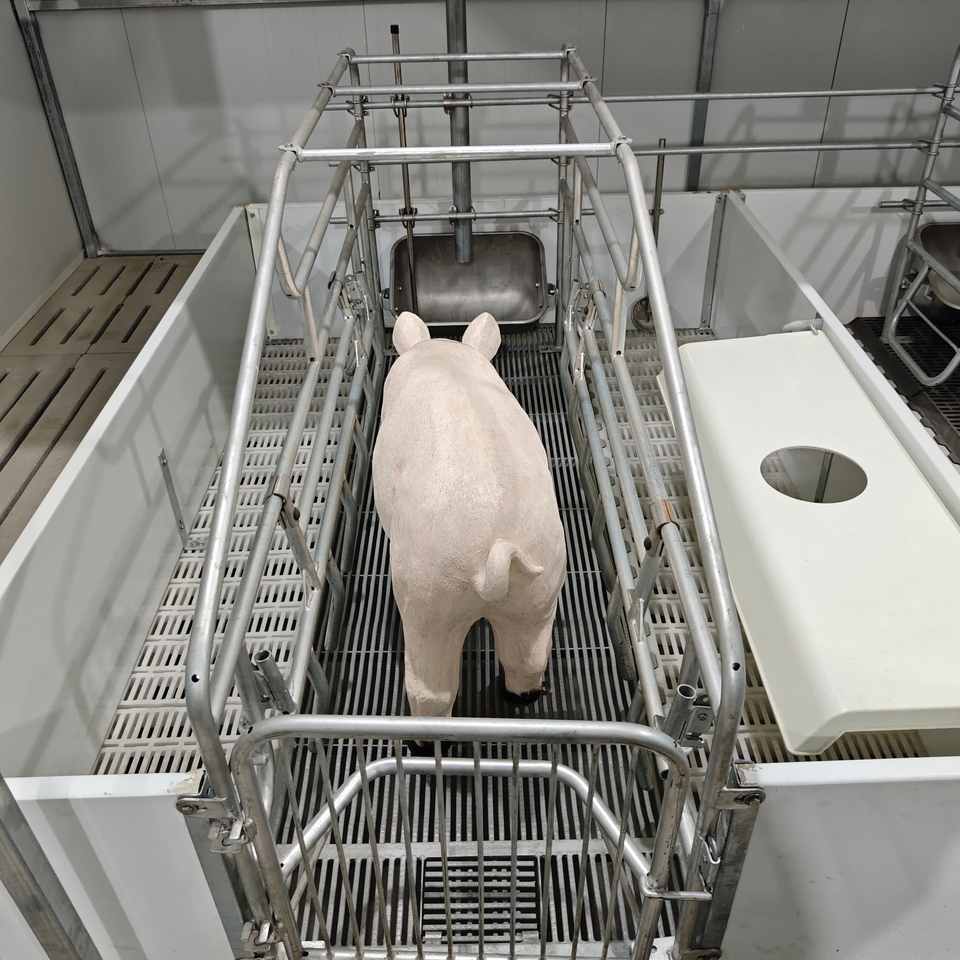 Photo inspiration: Fresh Look at Robust Modern Farrowing Crate With Divider Sow Farrowing Crate System