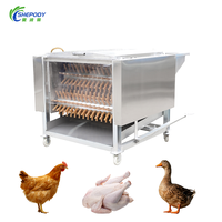 Équipement d'abattage de volailles de haute qualité Shepody, machine à échauffer et à plumer les poulets