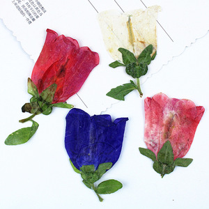 Fleurs de clochettes séchées naturelles pressées pour la fabrication de bijoux DIY, accessoires d'artisanat en résine époxy, spécimen de plante véritable - Product Image 1