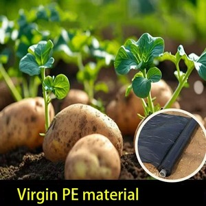 <span class=keywords><strong>Film</strong></span> de paillage en LDPE moulé par soufflage, prix pour usage agricole, 20 microns, noir, traité anti-UV, perforé, pour la culture des myrtilles - Product Image 4