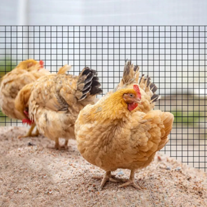 Clôture de jardin résistante aux hautes températures, en acier galvanisé, maille de fil métallique soudée, clôture en maille - Product Image 4