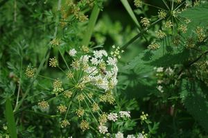 Doğal saf 98% Osthole tozu Fructus Cnidii özü <span class=keywords><strong>Cnidium</strong></span> <span class=keywords><strong>Monnieri</strong></span> özü ososcnidium meyve özü - Product Image 3