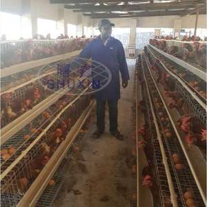 3000 kuş kümes hayvanları çiftlik tasarım pil yumurta tavuk yumurtlama kafesi kümes hayvanları kafes satış gana çiftliği için fabrika fiyata - Product Image 6