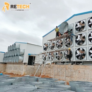 Tùy chỉnh đẻ gà mái chăn nuôi gia cầm thiết bị nhà cung cấp với trứng tự động hệ thống thu thập trong Chile - Product Image 6