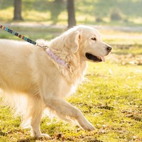 Collier pour chien en coton doux moderne fait main avec un imprimé unique et mignon, boucle en métal réglable pour la sécurité, adapté aux chiens de petite et moyenne taille