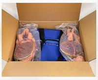 Modèle anatomique KyrenMed KR-243 pour l'entraînement complet aux accouchements, formation en obstétrique et gynécologie, accouchement fœtal, enseignement maternel en PVC