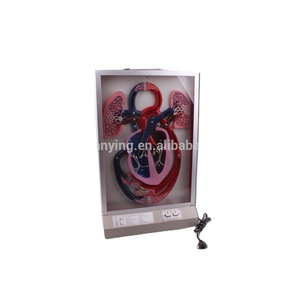 Educatieve Apparatuur Elektrisch Type Hartpuls-En Bloedcirculatiemodel - Product Image 1
