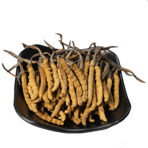ถั่งเช่า Cordyceps ธรรมชาติจากธรรมชาติ,ถั่งเช่าผ้าก๊อซแห้งมาตรฐานทิเบต - Product Image 4