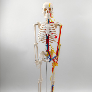 Modèle de démonstration de squelette humain de 85 cm avec nerfs, vaisseaux sanguins et squelette ; Modèle de manuel médical - Product Image 1