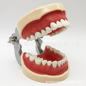 Modèle dentaire Heidefee 32 dents, gencives souples, bouche complète, amovible, modèle d'enseignement anatomique médical en silicone pour la pratique - Product Image 2