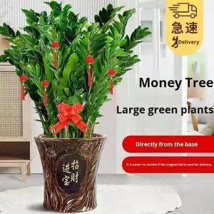 Plante verte d'intérieur, plante à feuilles persistantes, cadeau pour déménagement, fleur, plante verte, élimination du formaldéhyde, bonsaï de bureau, moderne et simple - Product Image 1