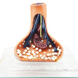 Modelo de enseñanza médica, modelo de sinapsis nerviosa para Neurociencia y educación anatómica - Product Image 6