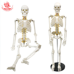 Modèle de squelette humain de 85 cm FRT005 : Méthode pédagogique pour l'assemblage de la moelle épinière, comprend un nerf spinal et un modèle squelettique - Product Image 5