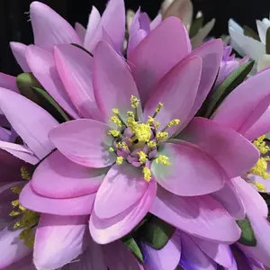 L237 MSH vendita calda <span class=keywords><strong>di</strong></span> alta qualità vero tocco fiori artificiali colorati fiori <span class=keywords><strong>di</strong></span> giglio d'acqua <span class=keywords><strong>di</strong></span> lusso per la decorazione domestica - Product Image 2