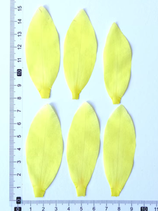 1000 pz/borsa fiore pressato petalo di ninfea - Product Image 2