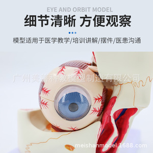 Modèle d'œil, modèle agrandi de l'œil et de l'orbite, modèle anatomique des muscles extraoculaires, démonstration structurelle pour - Product Image 4