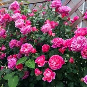 Origine de la rose grimpante Facile à cultiver et à fleurir toute l'année - Product Image 2