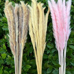 Plumas esponjosas de hierba de pampas pequeñas conservadas a la moda, ideales para arreglos de mini jarrones, decoración Bohemia y <span class=keywords><strong>detalles</strong></span> de boda - Product Image 2