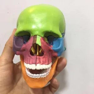 精心设计的解剖医学头骨模型彩色迷你彩色头骨模型15部分