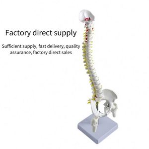 Wholesale 45cm Medical <strong>Science</strong> Surgical Spine Anatomy Structure <strong>Model</strong> - Product Image 3