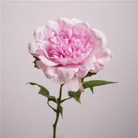 Kunstmatige hydraterende pioenroos Real Touch bloemen bruiloft decor nep pioenrozen bruidsboeket huisdecoratie eettafel bloemstuk