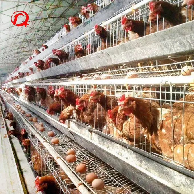 Fabrika çıkış tavuk kafesleri yumurta tabakası tavuk tabakası kafesleri satılık 1000 kuşlar