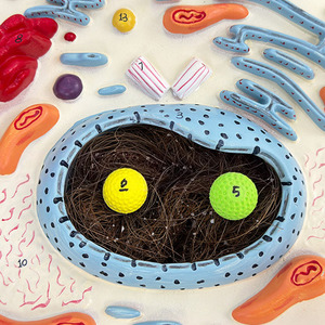 Scientific <strong>Research</strong> Middle School Teaching Plant Cell Model Plant Cell Anatomical Model - Product Image 6