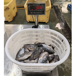ผู้จัดจำหน่ายปลานิล BQF จากประเทศจีน ขนาด 300-500 กรัม 500-800 กรัม 800 กรัมขึ้นไป - Product Image 6