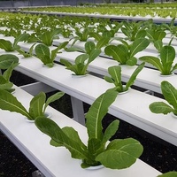 Système hydroponique de haute qualité pour fraises/laitues/piments/chaussettes de Chine/pois chiches/tomates/fleurs/plantes feuillues