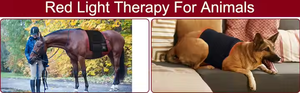 OEM ODM Grande ceinture de thérapie par la lumière <span class=keywords><strong>rouge</strong></span> pour chien Enveloppe musculaire 660nm 850nm Coussin de thérapie par la lumière infrarouge à longue impulsion Cheval - Product Image 5