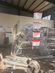 Cages à poulets en métal galvanisé à chaud pour élevage avicole, type A, <span class=keywords><strong>cage</strong></span> commerciale inclinée avec échelle pour <span class=keywords><strong>poules</strong></span> pondeuses - Product Image 4