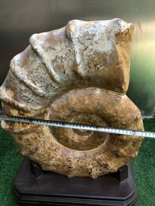 Bouclier naturel Ammonite Pièce ornementale Grand bouclier doré <span class=keywords><strong>Escargot</strong></span> <span class=keywords><strong>fossile</strong></span> Ancien spécimen biologique d'un <span class=keywords><strong>escargot</strong></span> <span class=keywords><strong>de</strong></span> <span class=keywords><strong>mer</strong></span> - Product Image 2