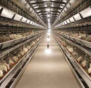 Factory Poultry Automatic Layer Farm <strong>Cage</strong> Animal Egg Battery <strong>Cage</strong>