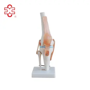Anatomical Plastic Bone Model of Knee