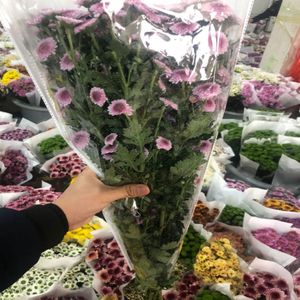 Bouquet de petites marguerites coupées à plusieurs têtes, provenance Kunming Yunnan, pour la Saint-Valentin, la Fête des Mères, Noël, <span class=keywords><strong>et</strong></span> les achats groupés familiaux - Product Image 4
