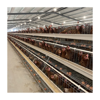 Cage Automatique Industrielle Économique Grand Type A pour Poulets de Chair et Poules Pondeuses
