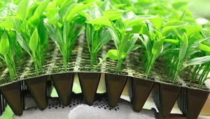 Plateau de semis en plastique <span class=keywords><strong>PVC</strong></span> pour la culture du riz, des semis et des plantes en serre agricole - Product Image 5