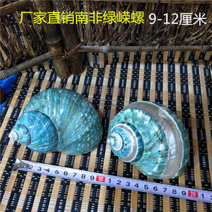 Große polierte gebänderte Jade-Turbosc halen Natürliche grüne Einsiedler-Krabben schalen Beach Crafts Nautical Decor Große Einsiedler krabben 8CM-12CM - Product Image 5