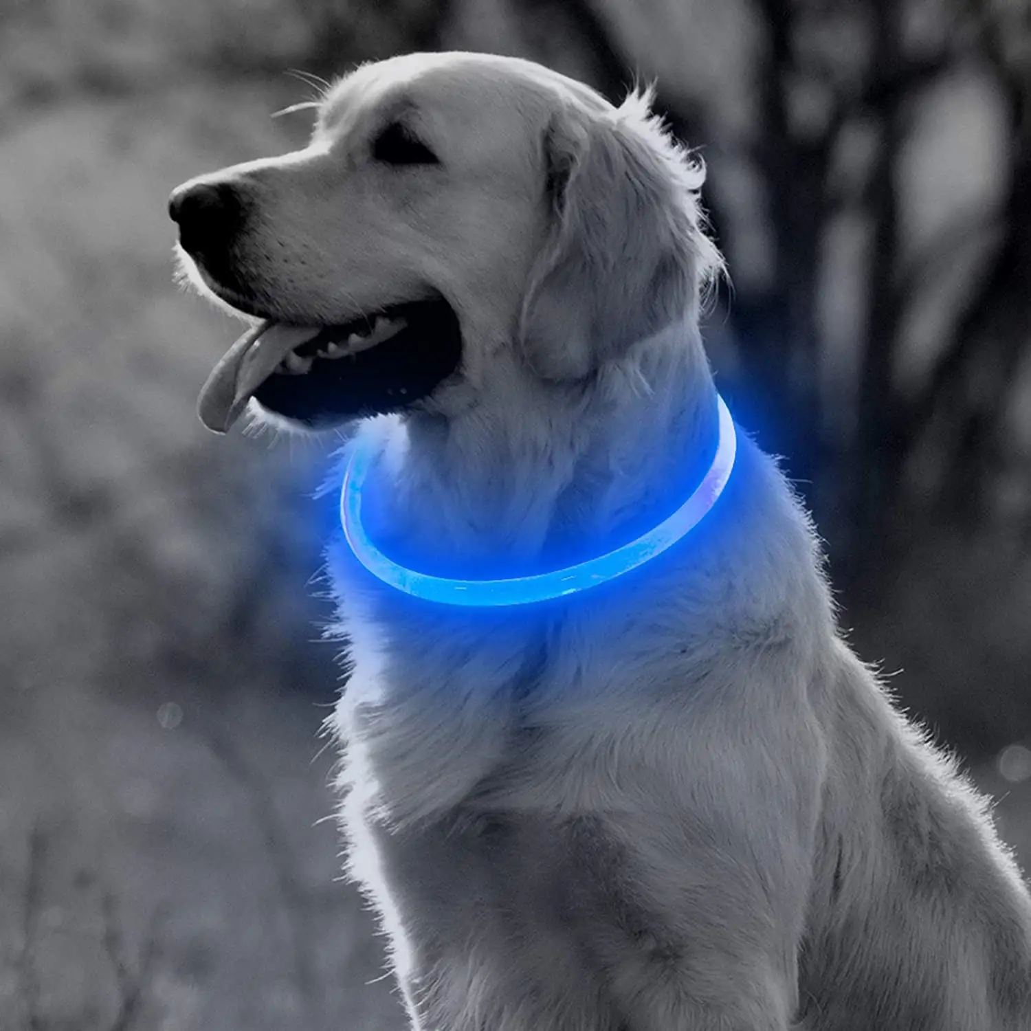 بوسي أدى طوق بكلاب ضوء USB مصباح قابل لإعادة الشحن حتى جرو طوق ، TPU Cuttable متوهجة الكلب قلادة لصغار كلاب متوسطة وكبيرة الحجم