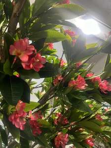 <span class=keywords><strong>Frangipanier</strong></span> hawaïen en mousse rose Plumeria Rubra <span class=keywords><strong>artificiel</strong></span> arbre à fleurs pour la décoration de la maison jardin - Product Image 5