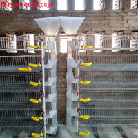 Cages en batterie de type H pour l'élevage professionnel des œufs de cailles, capacité 300 cailles/ensemble, pour la ponte, à vendre