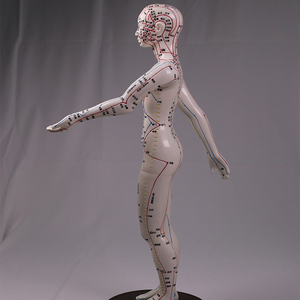 Modèle d'acupuncture chinoise masculin/féminin, modèle de points de pression et de méridiens, mannequin d'acupuncture pour l'enseignement de la médecine chinoise - Product Image 5