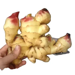 Top Quality Big Size Laiwu Fresh Ginger Wholesale Price