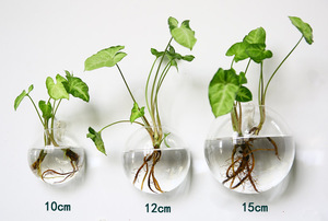 Creatieve wandgemonteerde glazen vaas viskom halvemaanvormig transparant <span class=keywords><strong>aquarium</strong></span> mini-viskom - Product Image 4